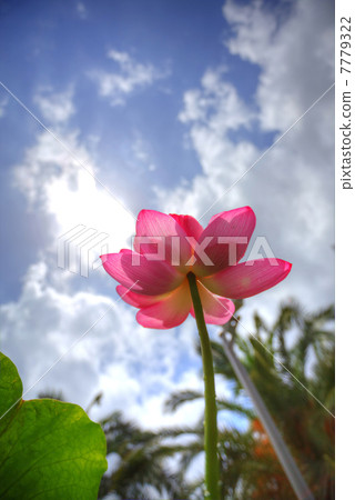 蓮花HDR 7779322