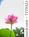 Lotus flower HDR 7779323