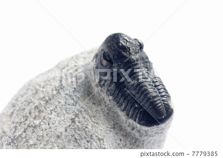 三葉蟲化石 7779385