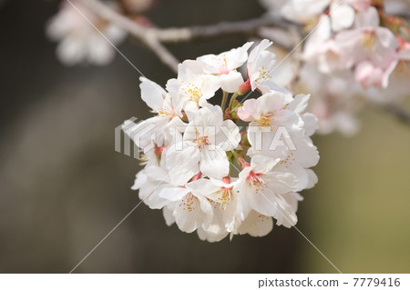 Yoshino cherry tree 7779416