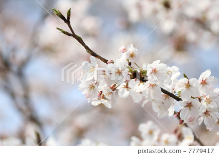 Yoshino cherry tree 7779417