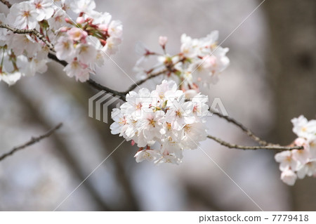 吉野櫻花樹 吉野櫻花樹 7779418