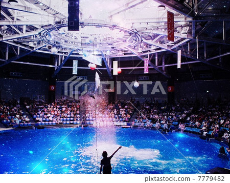 Dolphin Show 7779482