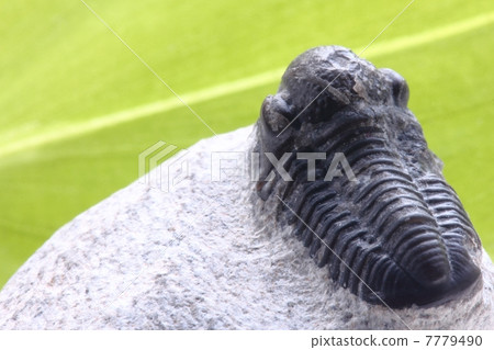 Trilobite fossil 7779490