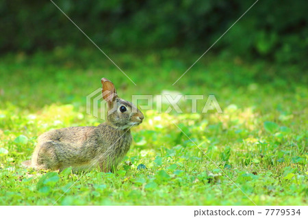 Summer cotton birds 7779534