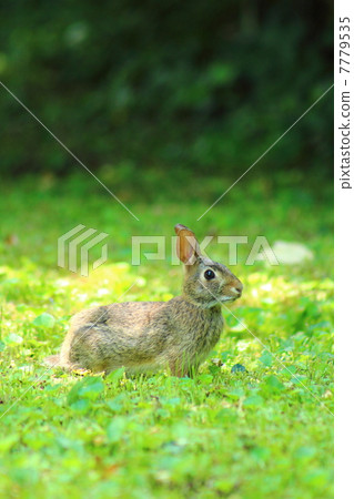 夏季棉花鳥 7779535