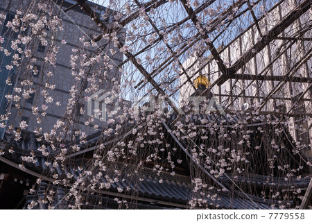 Hakkokudo Omiyuki cherry tree Hakkokudo Omiyuki cherry tree 7779558