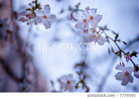 Hakkakudo Sakura Hakkakudo Sakura 7779565