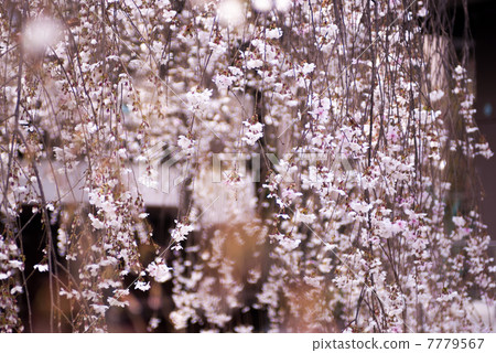 Hakkokudo Omiyuki cherry tree Hakkokudo Omiyuki cherry tree 7779567