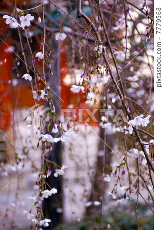 Hakkakudo Sakura 7779568