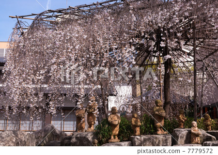 Hakkokudo Omiyuki cherry tree Hakkokudo Omiyuki cherry tree 7779572