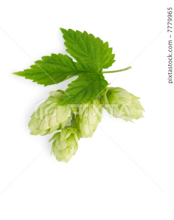 The branch of hops The branch of hops 7779965