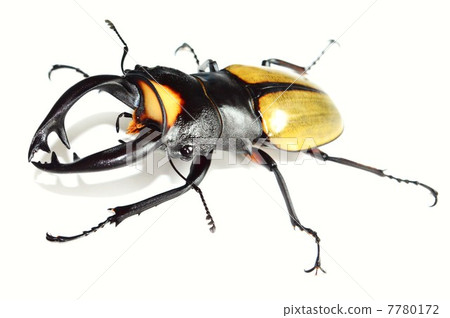 Lacodar光澤鯊魚臭白色背部 7780172