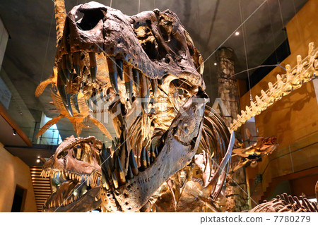 Tyrannosaurus 7780279
