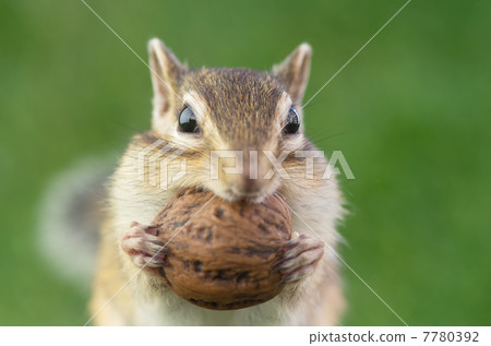 松鼠 胡桃楸 胡桃 7780392