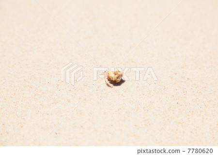 Hermit crab Hermit crab 7780620