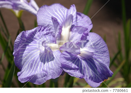 Iris Gakuin大學學院 7780661