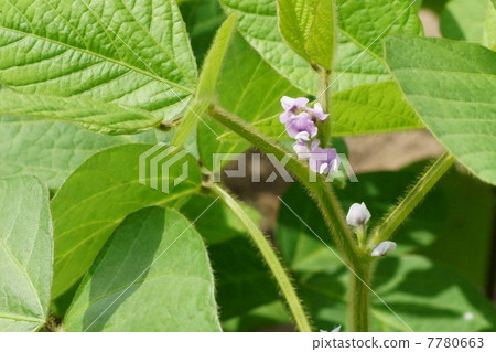 Edamame flowers 7780663