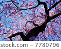 Cherry Blossoms	 7780796