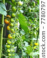 Family garden tomato 7780797