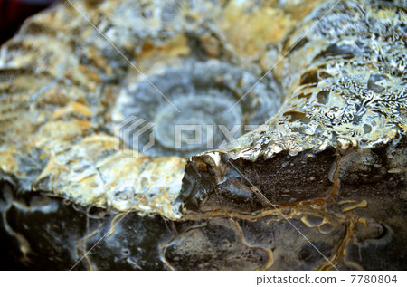 Fossil of ammonite Fossil of ammonite 7780804