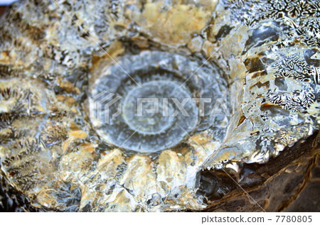 菊石的化石 菊石的化石 7780805