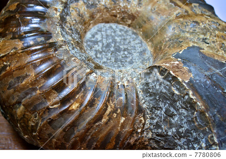 Fossil of ammonite 7780806