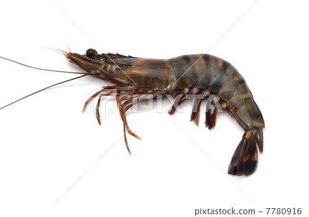 Bull Shrimp 7780916