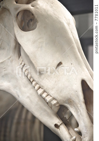 骨骼標本 7781011