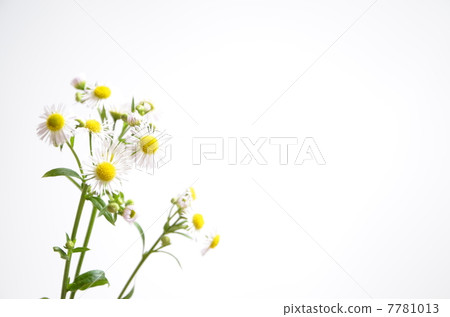 Small flowers gathering Himejoon Small flowers gathering Himejoon 7781013