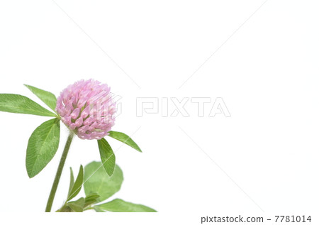 紅三葉草 7781014