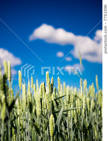 Green wheat 7781096
