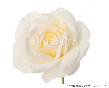Bud of a white rose Bud of a white rose 7781114