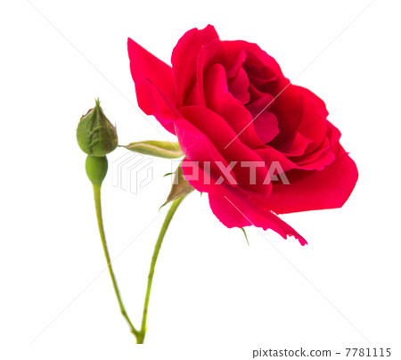 red rose red rose 7781115