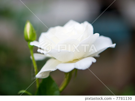 beautiful rose growing 7781130