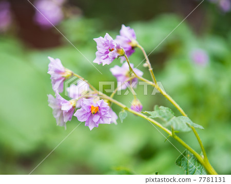 Potato flower growing 7781131