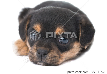 puppy isolated 7781152