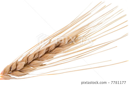 Dried Ear of Cereal 7781177
