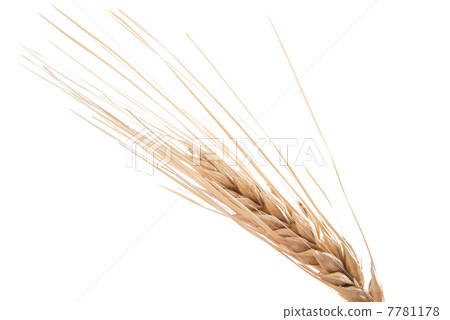 Dried Ear of Cereal Dried Ear of Cereal 7781178