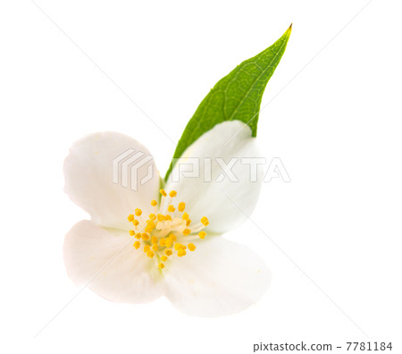 jasmine jasmine 7781184