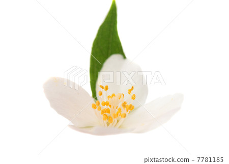 jasmine 7781185