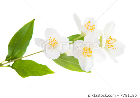 jasmine jasmine 7781186