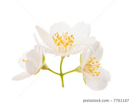 jasmine jasmine 7781187