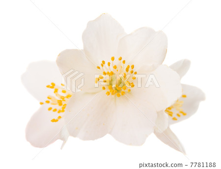 jasmine jasmine 7781188