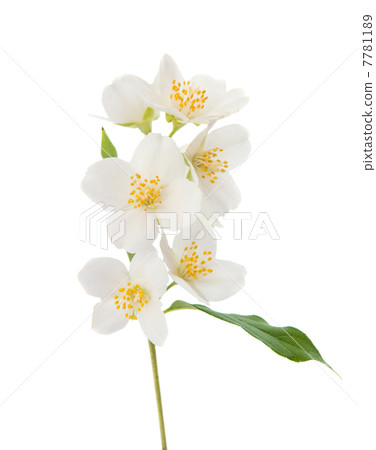 jasmine jasmine 7781189