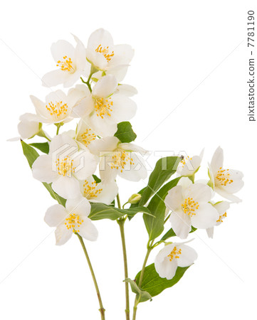 jasmine 7781190