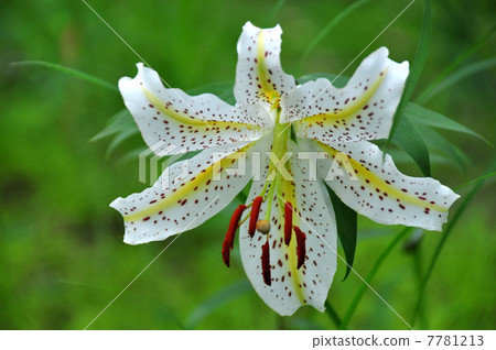 野百合 野百合 7781213