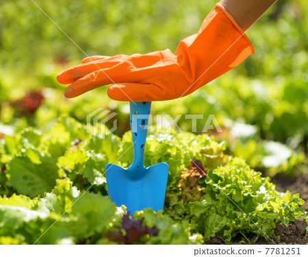 Woman in orange gloves working in the garden Woman in orange gloves working in the garden 7781251