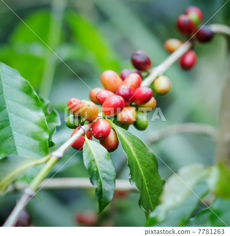 Coffee beans on the branch. Robusta Coffee 7781263