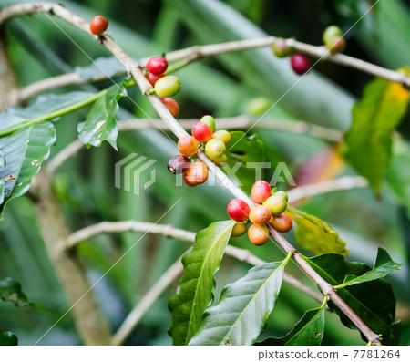 Coffee beans on the branch. Robusta Coffee 7781264